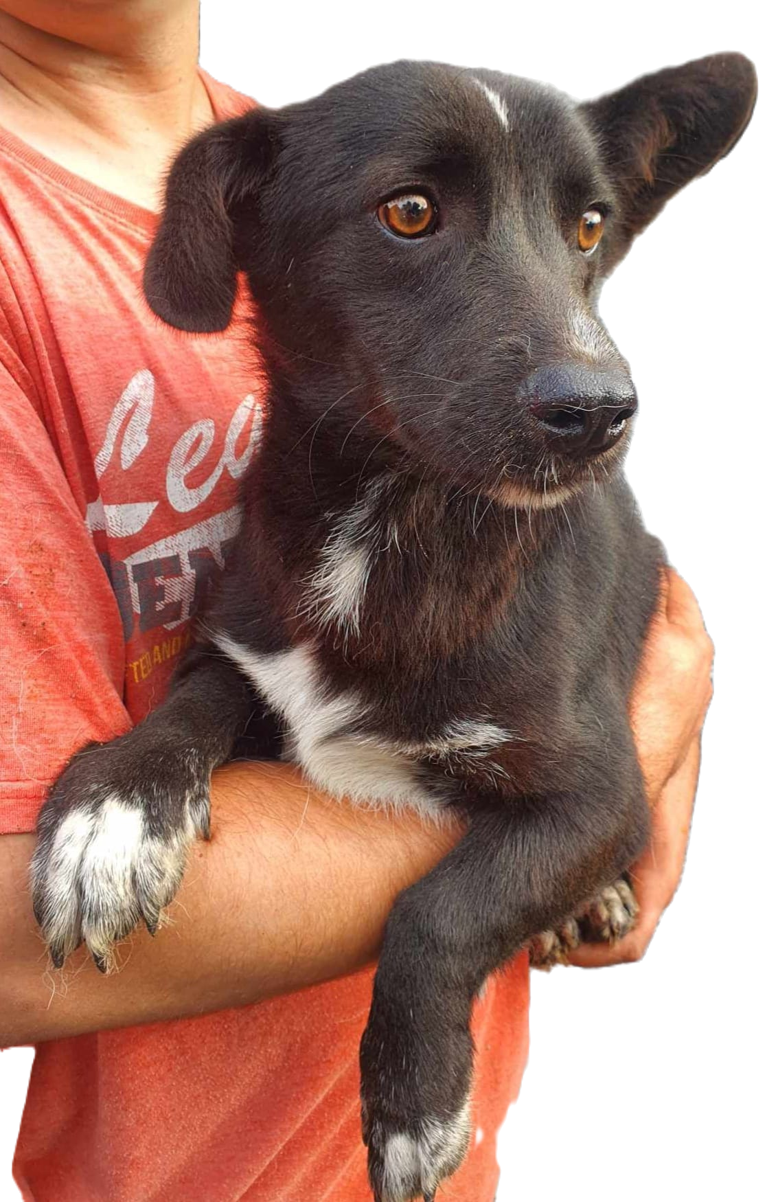 Photo of a rescued dog