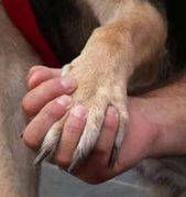 Hand in Paw