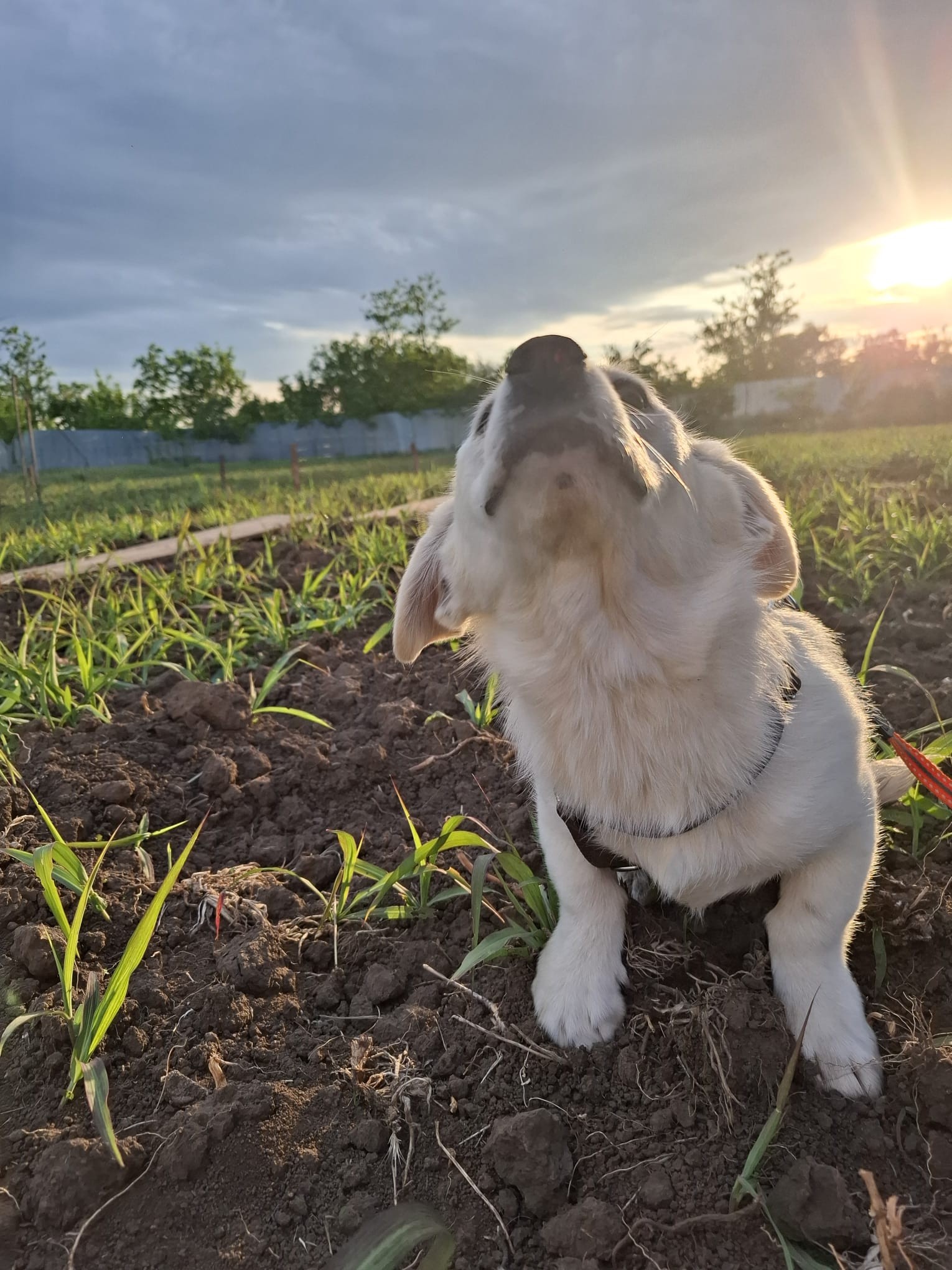 photo of Ayla