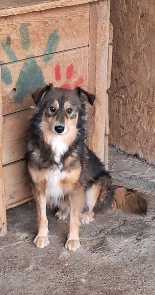 photo of Brownie