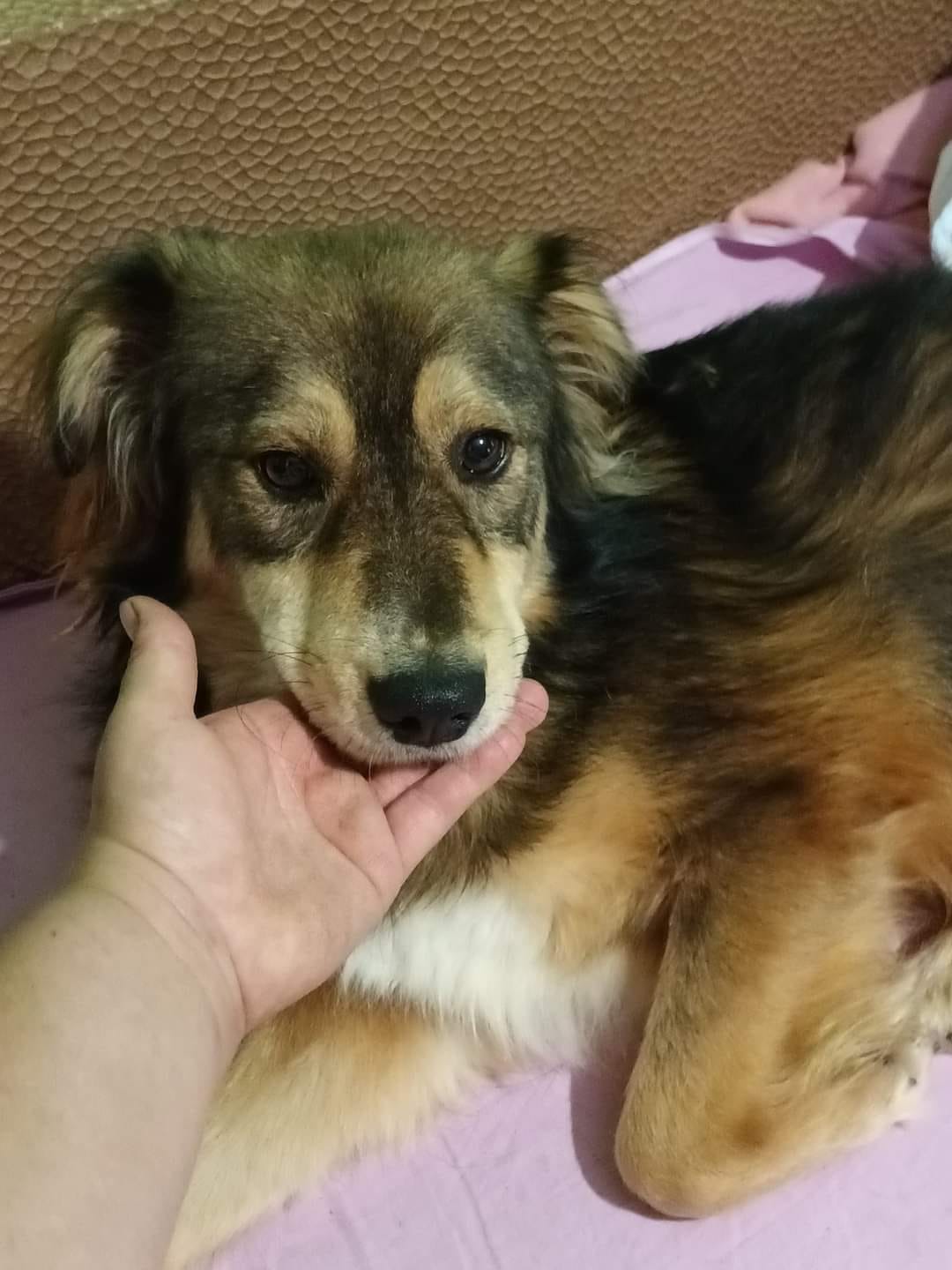 photo of Brownie