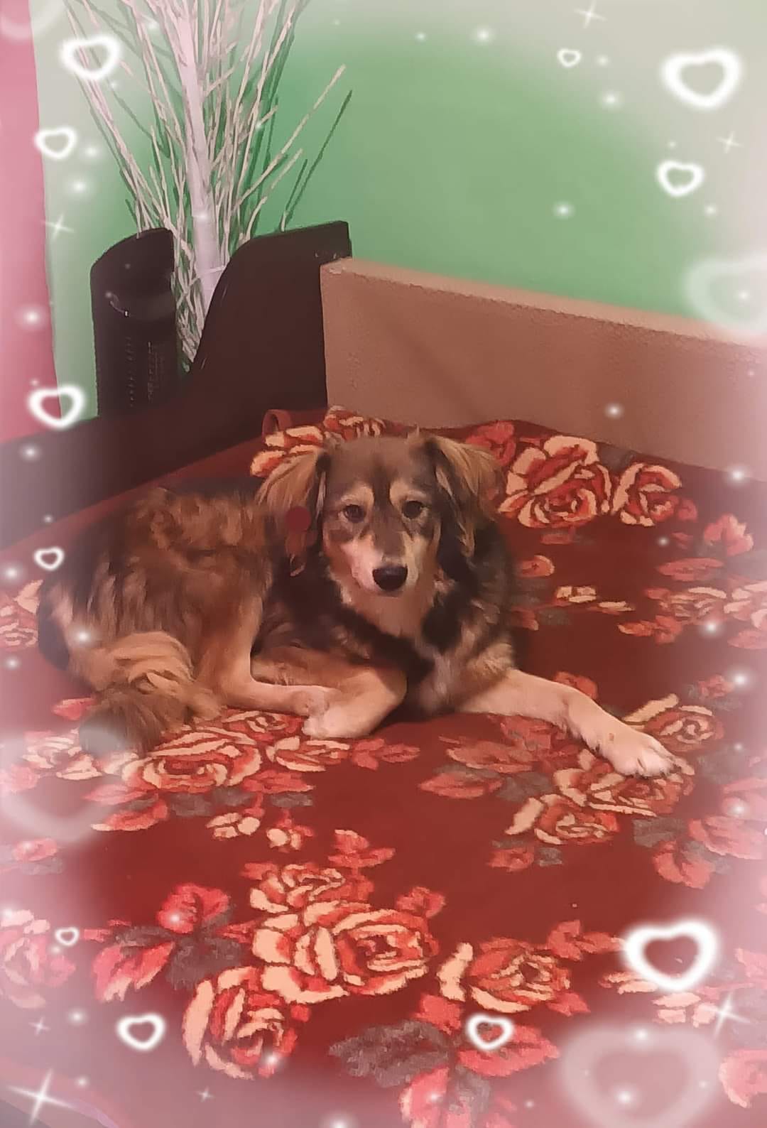 photo of Brownie