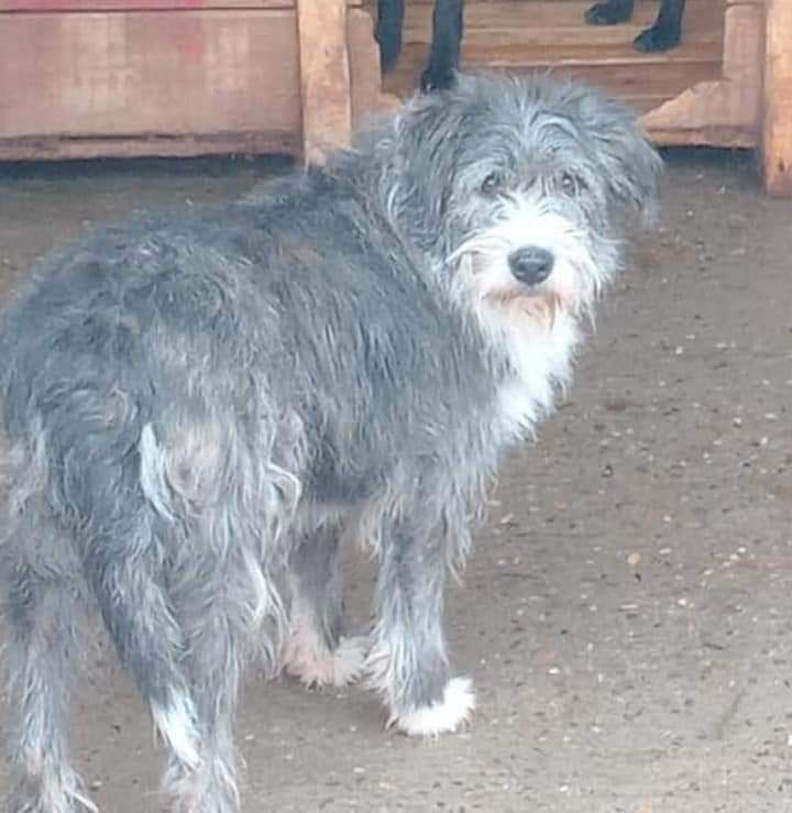 photo of Dusty