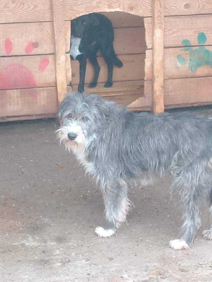 photo of Dusty