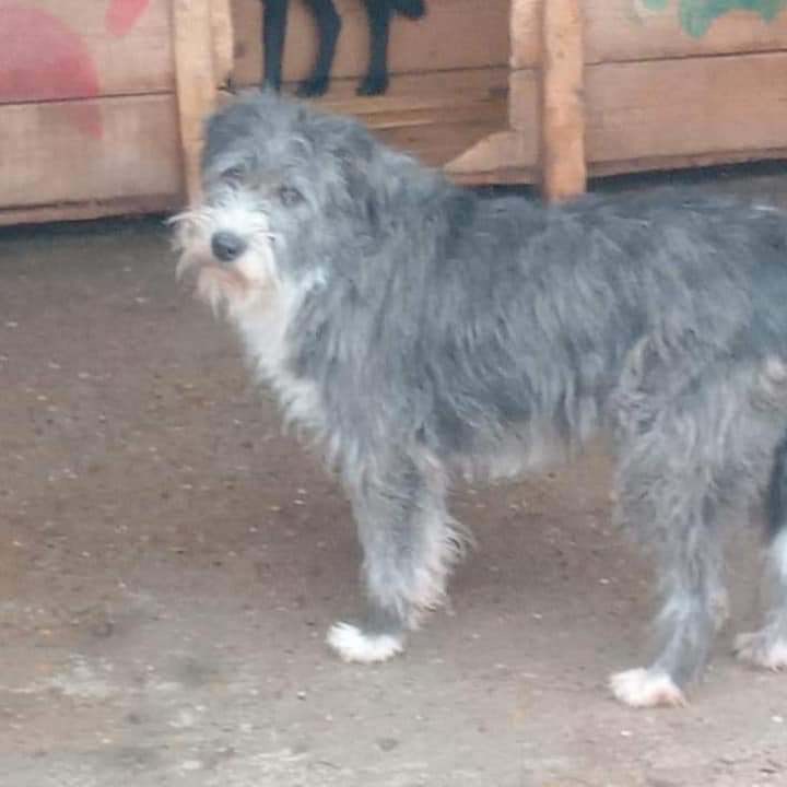 photo of Dusty