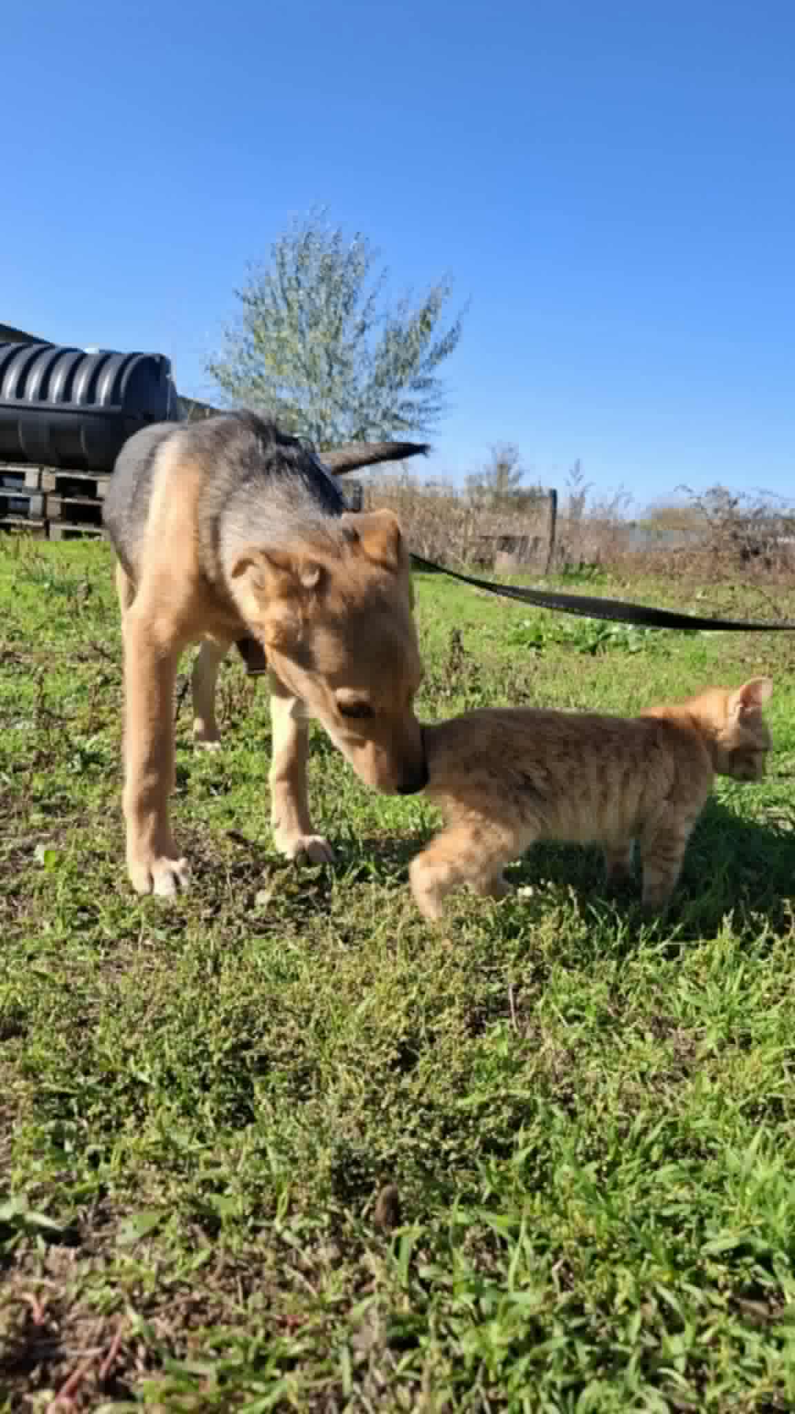 photo of Wolf